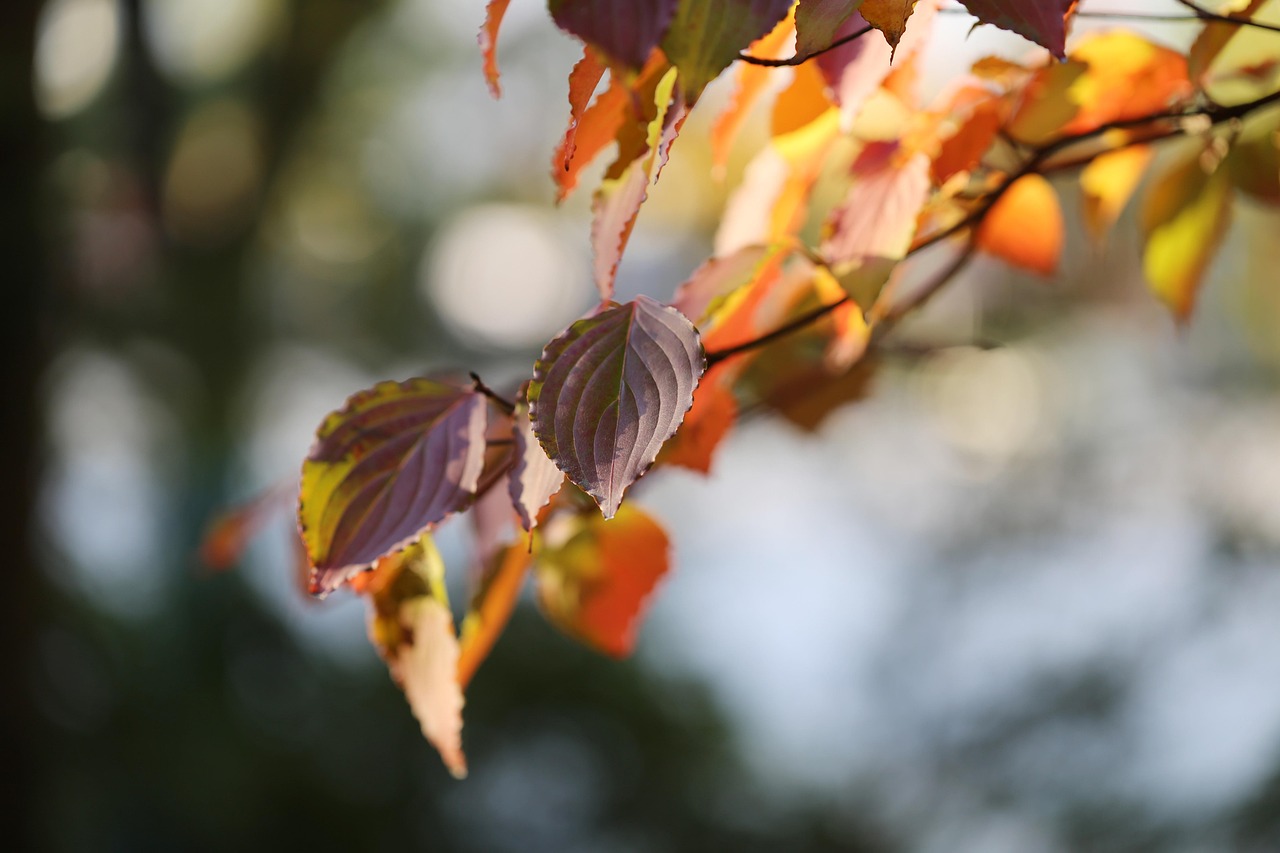 fall leaves