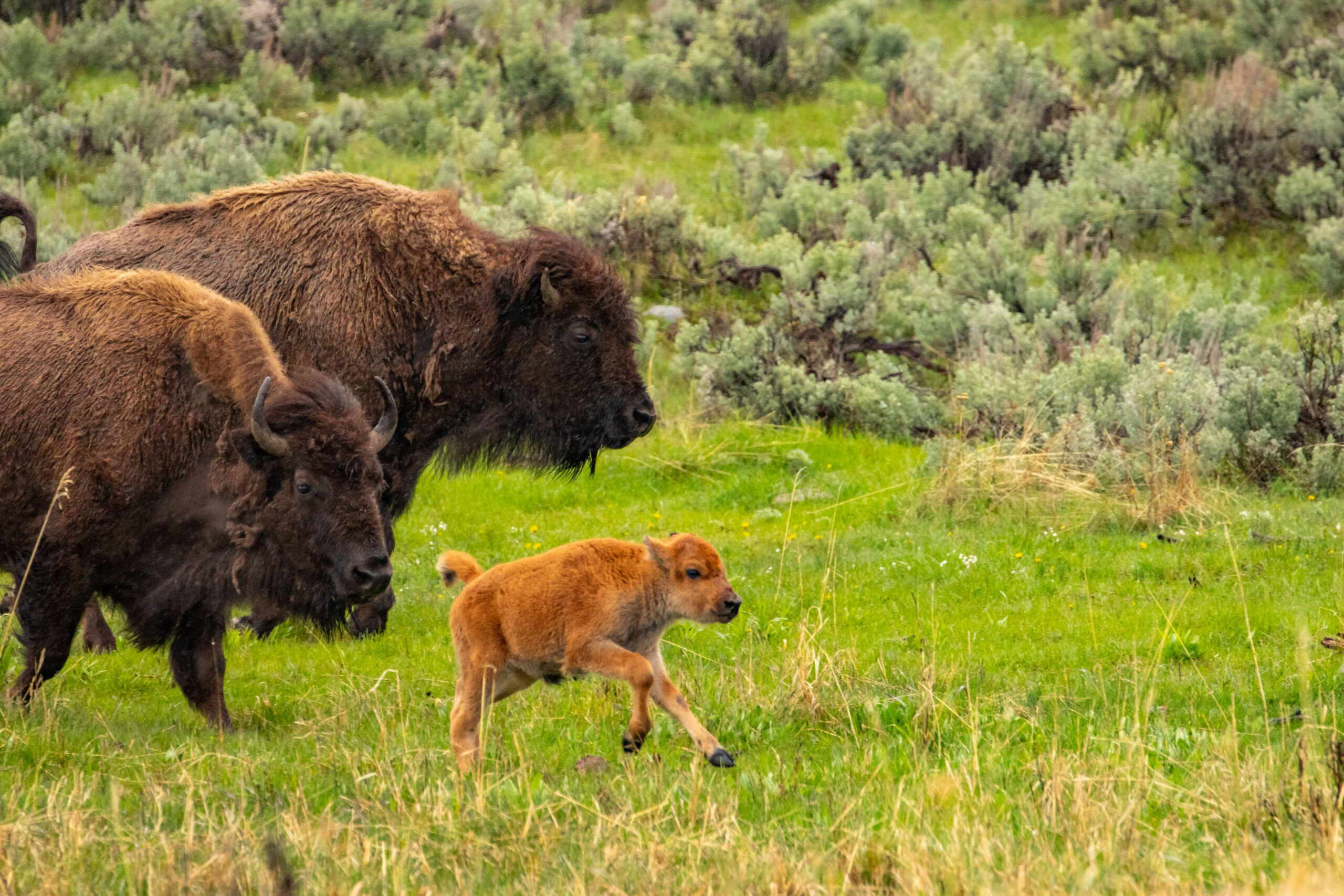 baby bison