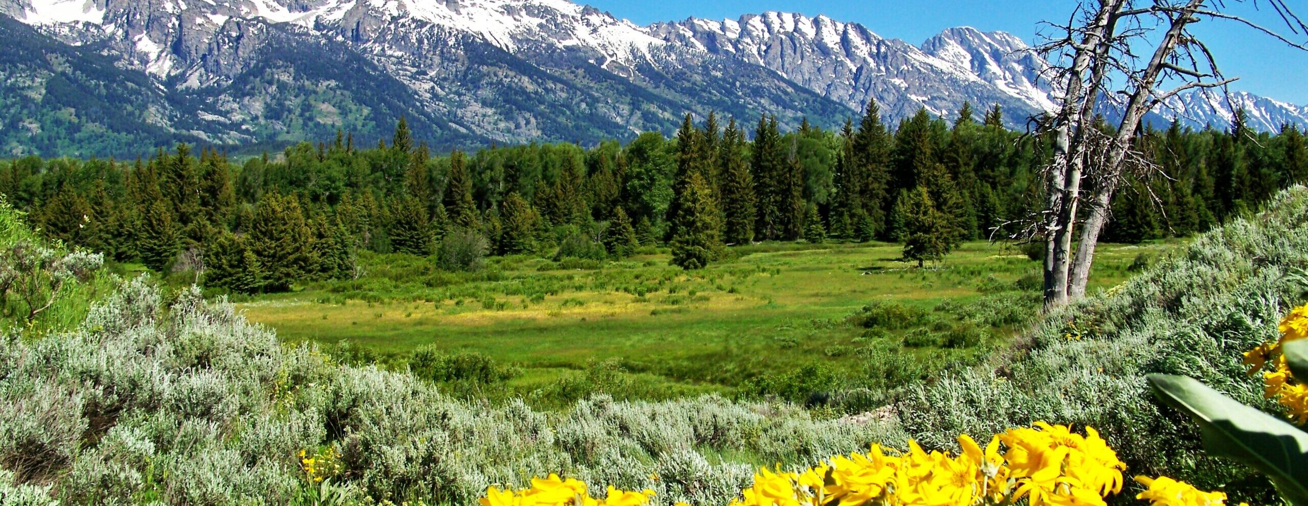 Why Yellowstone in Full Bloom Should Be on Your Bucket List This Year