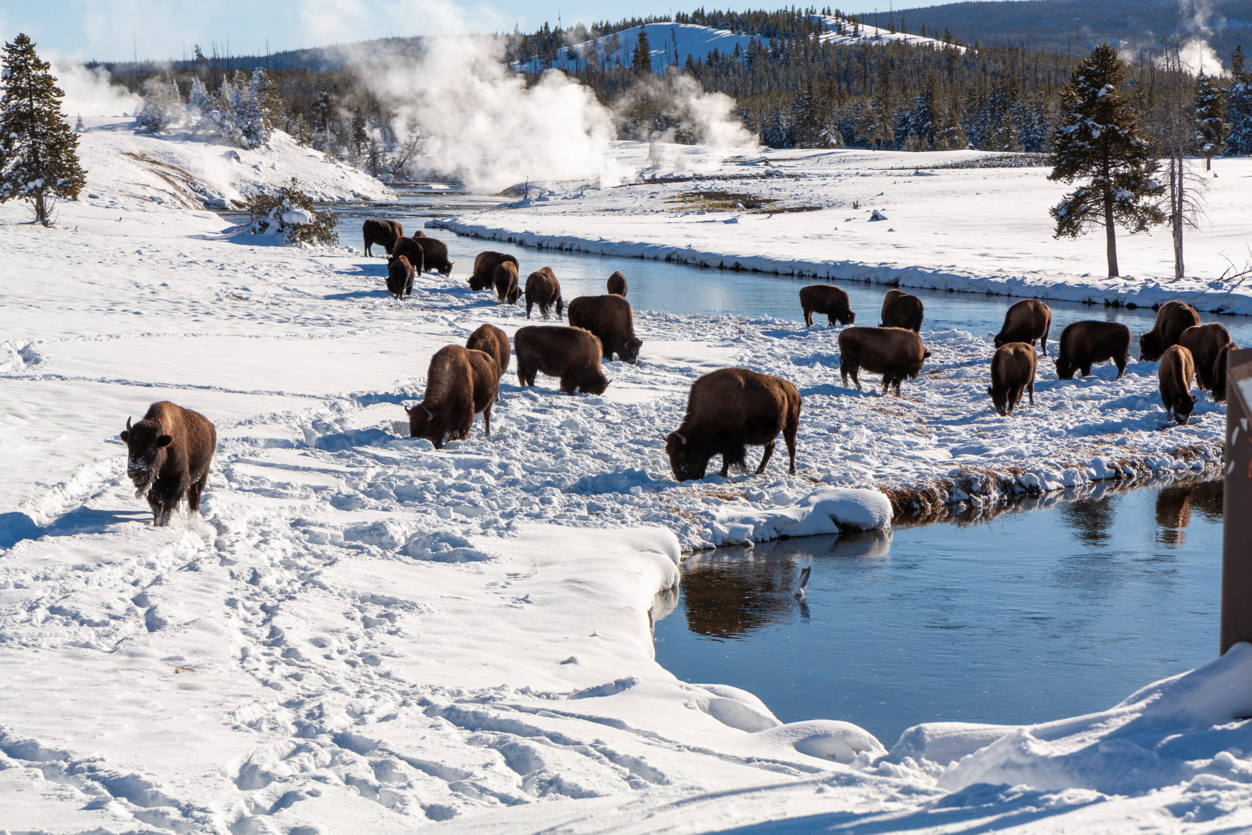 bison in the snow