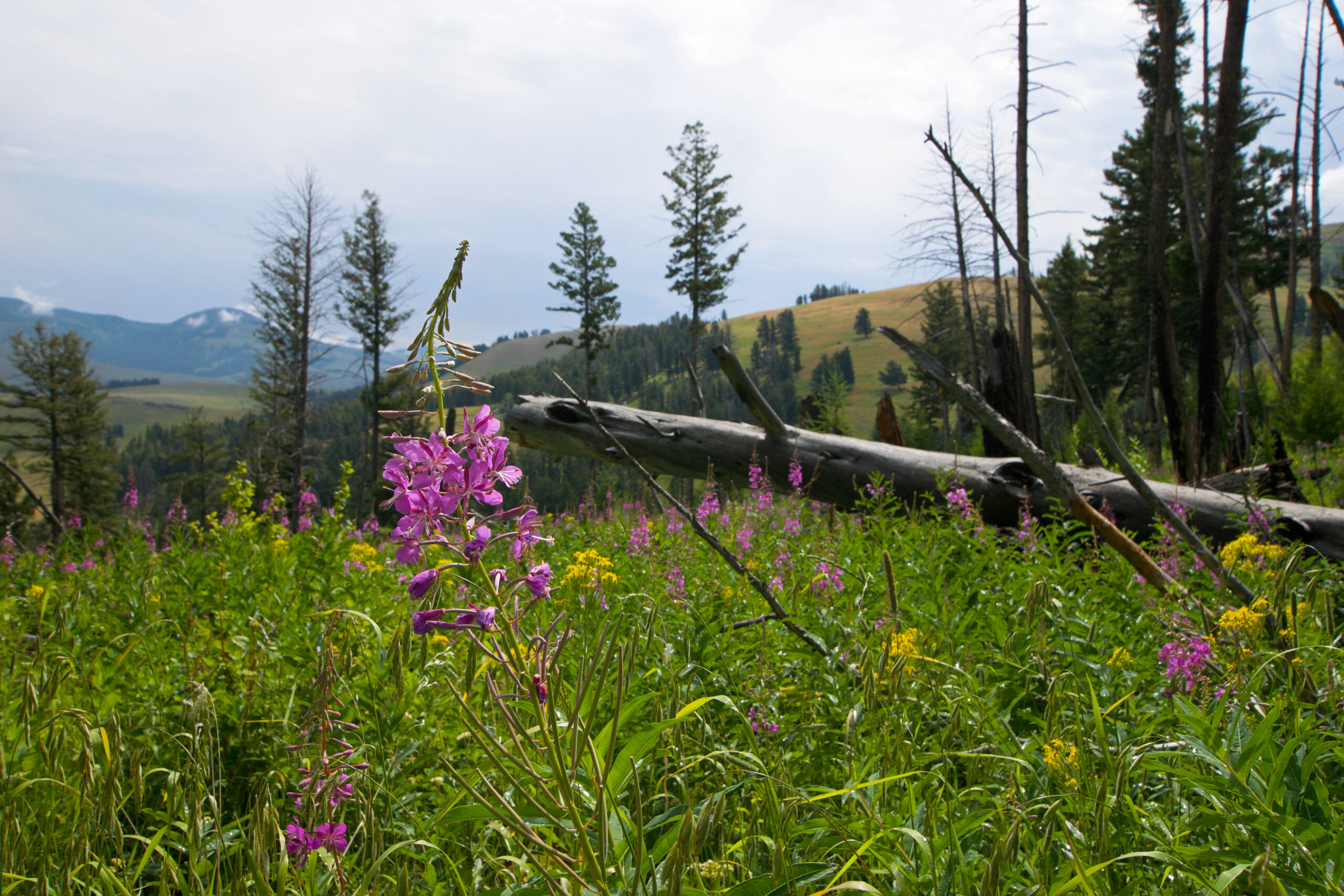 Mountain wildflowers