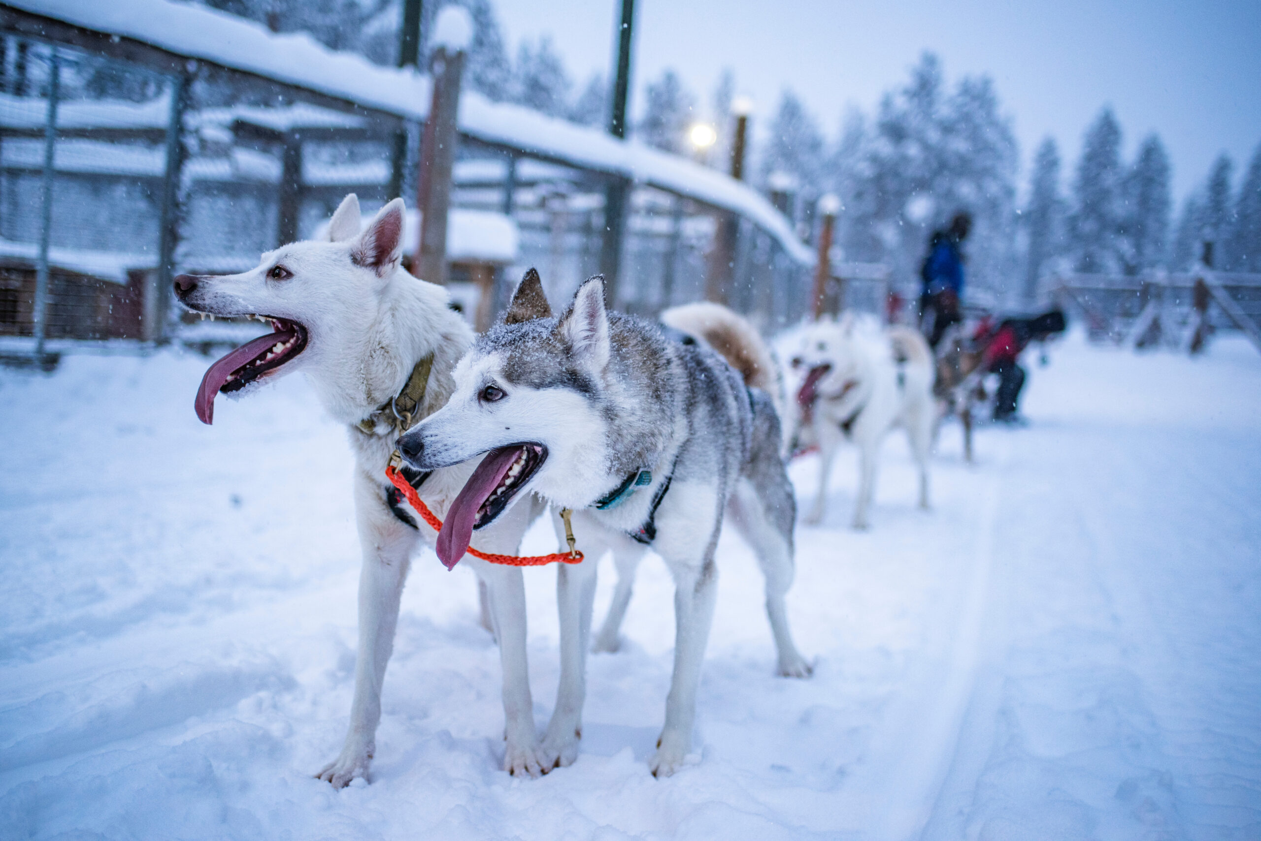 dogs sledding