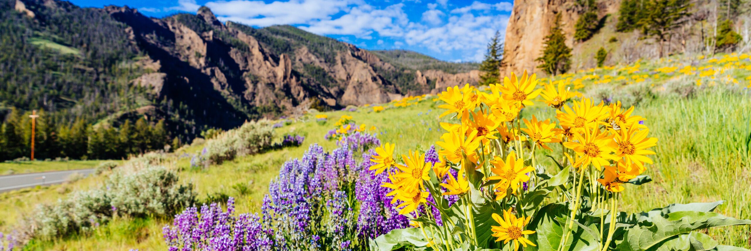 Elevate Your Getaway with Our Spring Rentals in Yellowstone