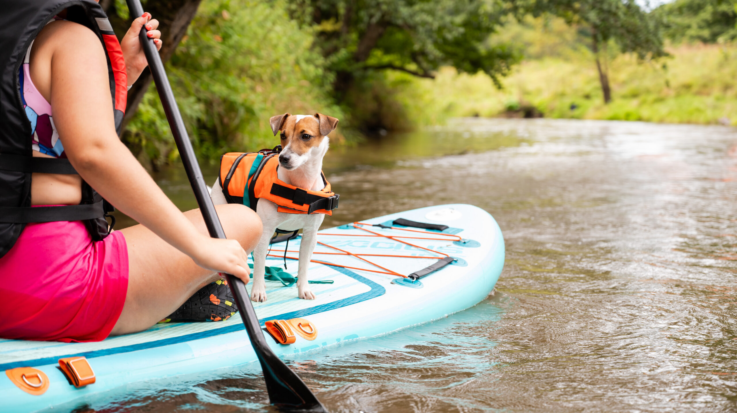 Jack Russell Terrier wearing safety life jacket standing on SUP paddleboard while owner paddles on calm river, active pet adventure
