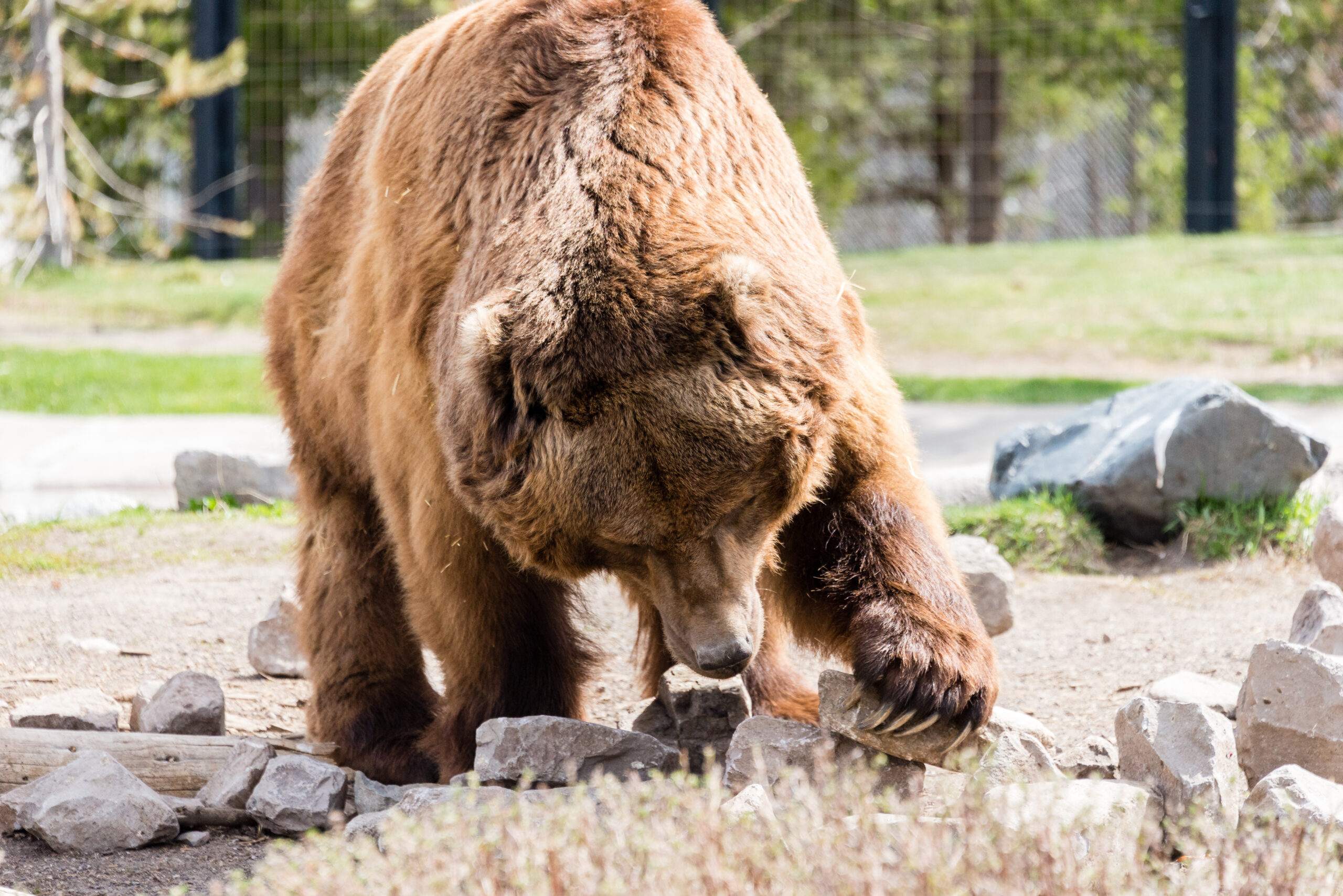 West Yellowstone, Montana, USA - May 15, 2017: Grizzly Bear Forage at West Yellowstone's Grizzly and Wolf Discovery Center