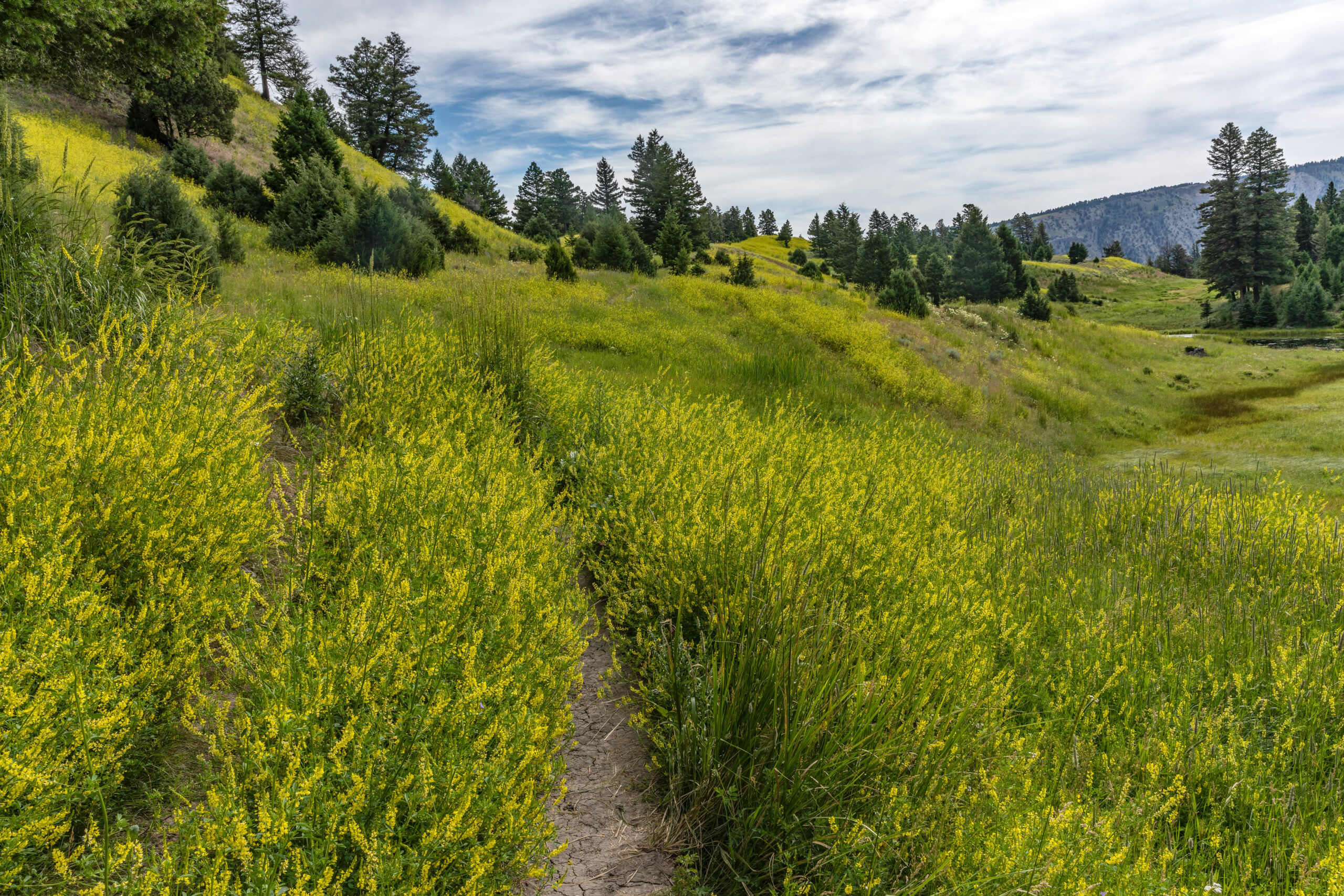 Yellow Sweet Clover Wildflowers Along Beaver Ponds Loop Trail, Yellowstone National Park, Wyoming, USA